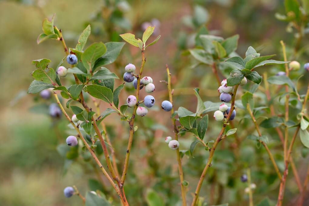 How this couple set up a new blueberry farm in Scotsburn