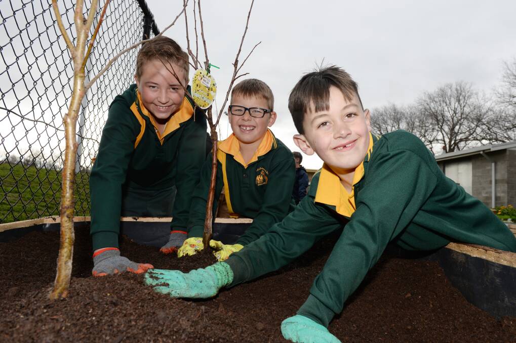 GROW: St Patrick's Parish Primary School pupils Declan (Grade 6), Harry (Grade 1) and Abraham (Grade 2) plant trees at the Food Is Free Green Space on Friday. Picture: Kate Healy