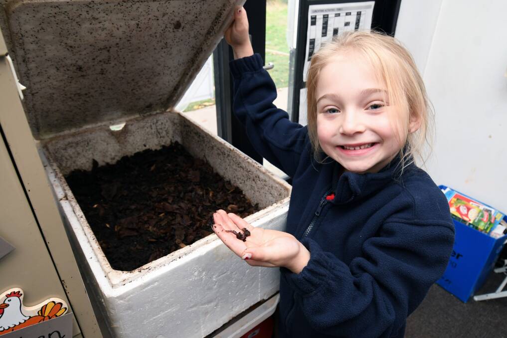 WORM FARM: Grade one pupil Taije searches the worm farm for movement. Food scraps from her classroom are shredded and put into the soil. Many classrooms have their own worm farm, as well as larger ones in the school garden. Picture: Kate Healy 