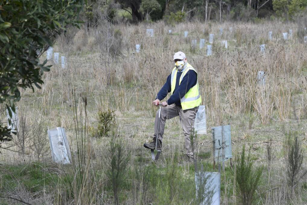 GROWTH: Friends of Canadian Corridor secretary Jeff Rootes at the tree planting site in Woowookarung Regional Park. Picture: Lachlan Bence 