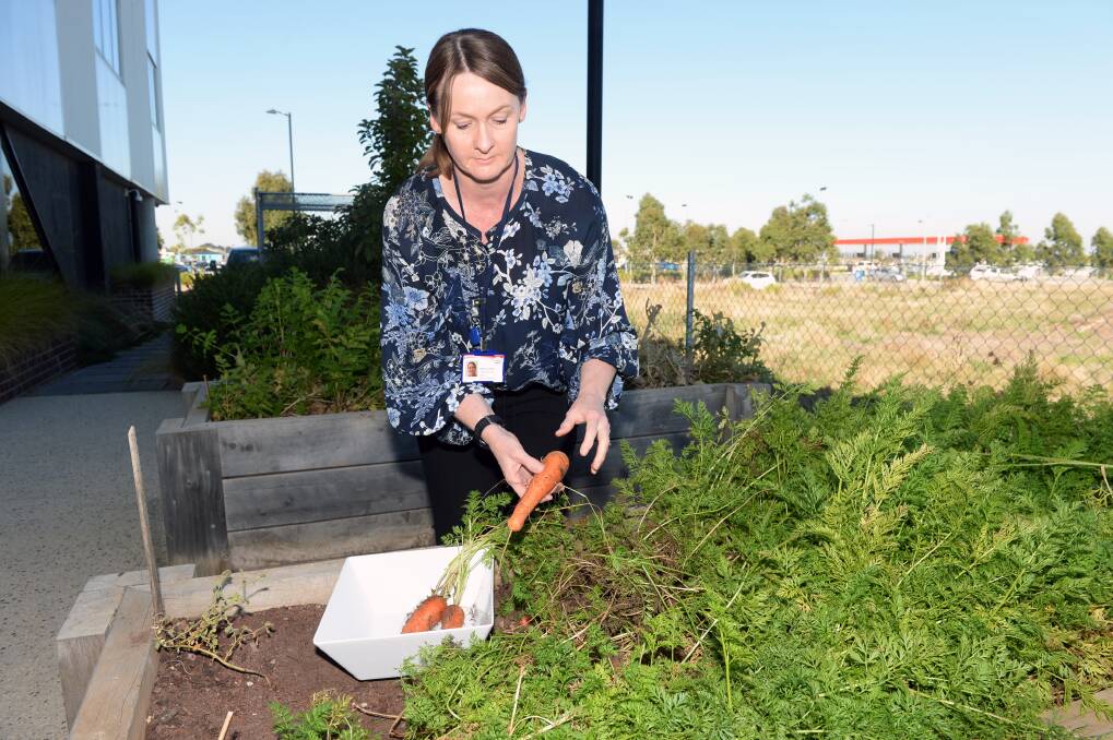 FRESH FOOD: Ballarat Community Health health promotion officer Melissa Farrington picks vegetables fresh from the centre's garden. Volunteers cook for food relief programs at the centre each week. Picture: Kate Healy 