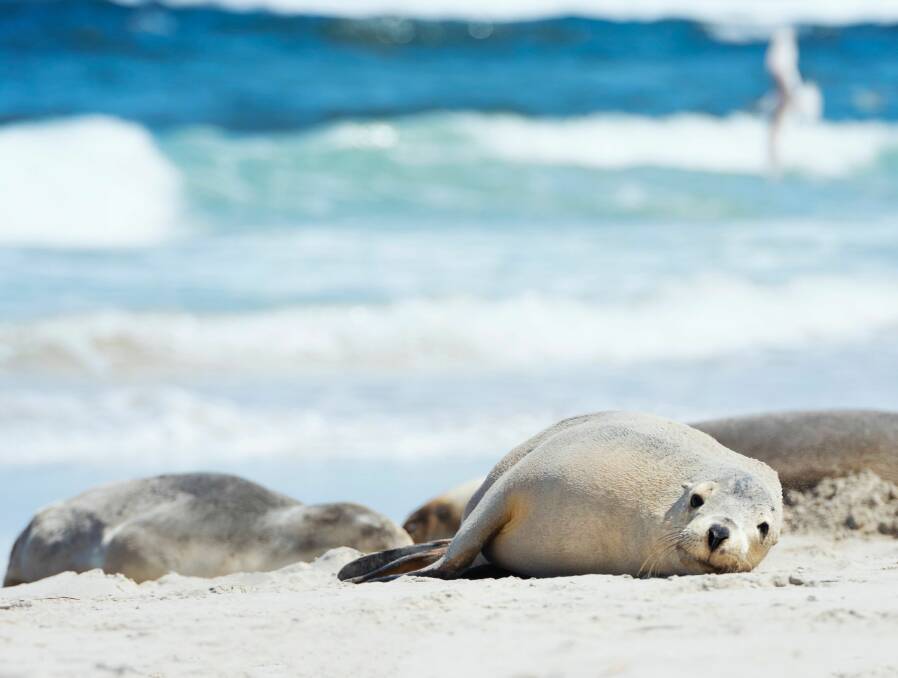 Baby love: This winter will be peak pup time at Kangaroo Island, the only place in the world where you can take a walk on a beach right next to a colony of Australian sea lions.