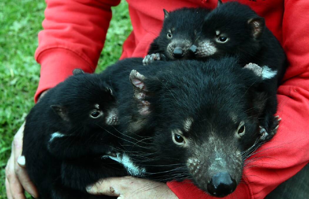 Some of the locals: See Tasmanian Devils being fed at Trowunna Wildlife Park near Deloraine.