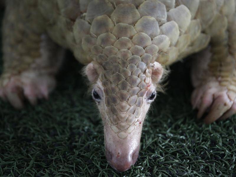 China is ordering protection for the pangolin following the global coronavirus pandemic.