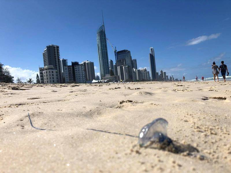 Bluebottle jellyfish stung thousands of people on Queensland beaches over the weekend.