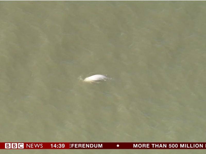 A rare beluga whale has been spotted swimming in the River Thames in the southeast of England.