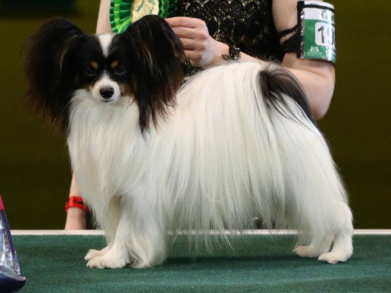 Dylan, a Papillon from Belgium, won best on show at Crufts.