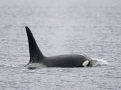 The health of a killer whale stranded in a river in northern France is deteriorating in fresh water.
