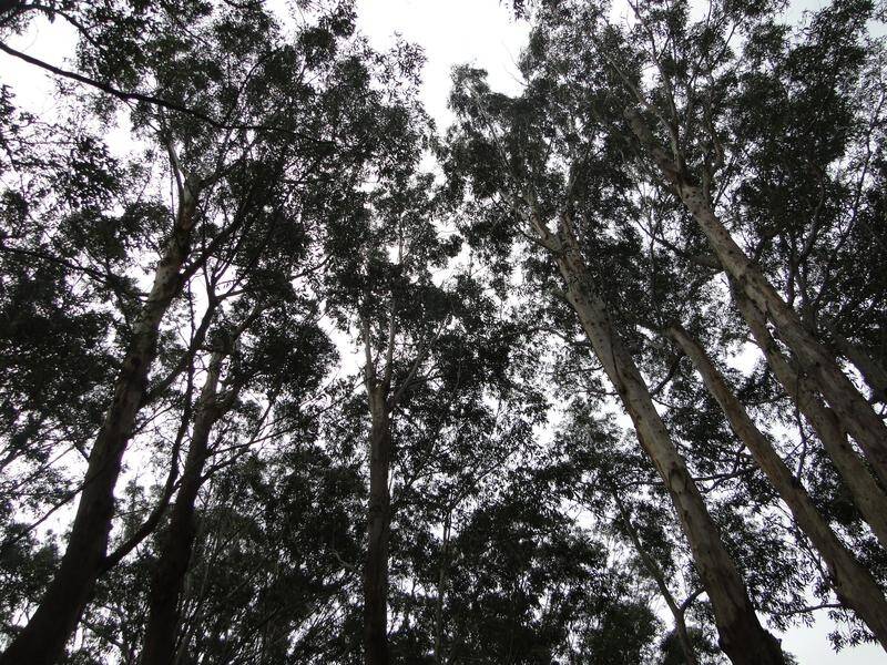 Lawyers say a government agreement allowing logging of forest in northeastern NSW is invalid.