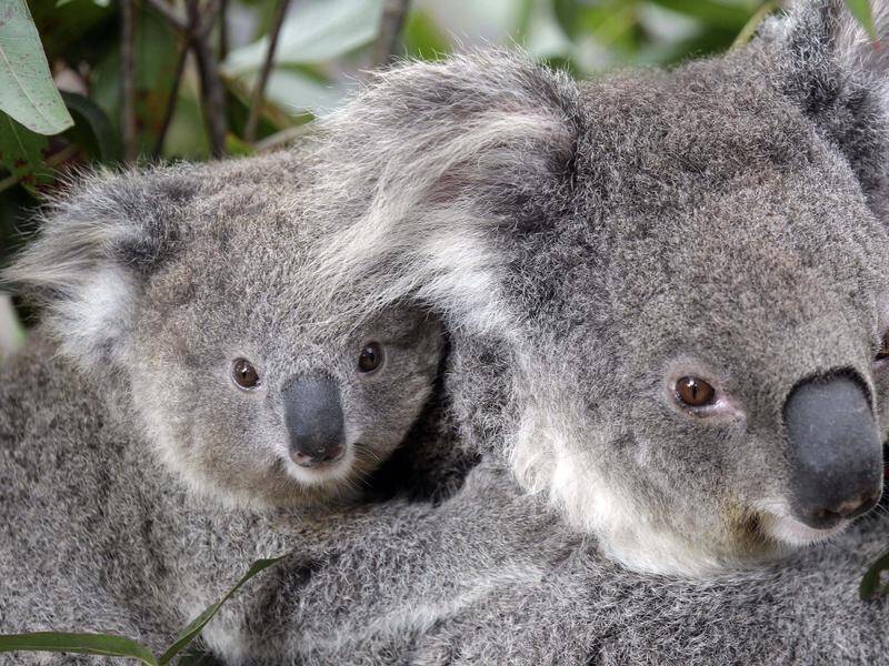 A coalition compromise on protecting koala habitat will go to the NSW cabinet on Tuesday.