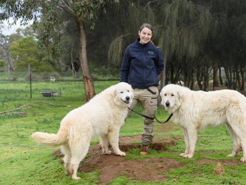 Trained Maremma dogs are warding off foxes from endangered bandicoots in southwest Victoria.