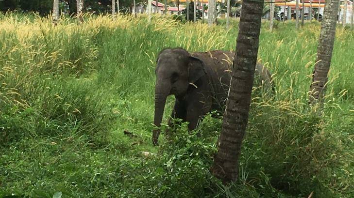 The elephant that attacked Australian man Chan Yun on the Thai resort island of Phuket. Photo: Supplied
