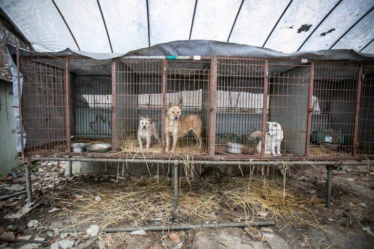 Leila, center, and her puppy, Stacey, left, are shown locked in a cage at a dog meat farm in Namyangju, South Korea, on Tuesday, November 28, 2017. The operation is part of HSIs efforts to fight the dog meat trade throughout Asia. In South Korea, the campaign includes working to raise awareness among Koreans about the plight of meat dogs being no different from the animals more and more of them are keeping as pets. .?? South Korean farmers are trying to get out of farming dogs for meat and to farm blueberries ahead of the Winter Olympics in February. Photo by / Humane Society International