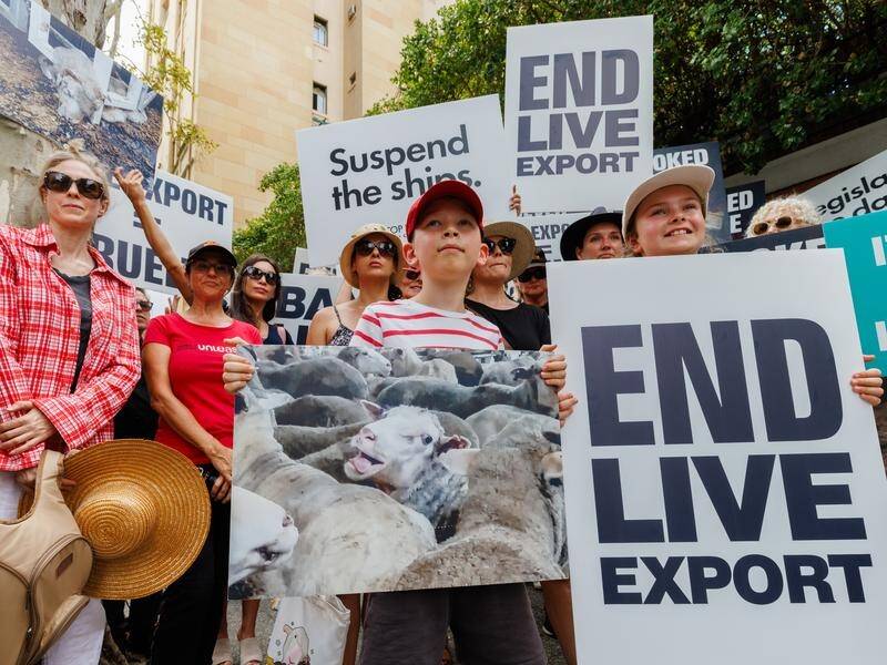 Stop Live Exports protestors rallied in Perth while Anthony Albanese was visiting. (Richard Wainwright/AAP PHOTOS)