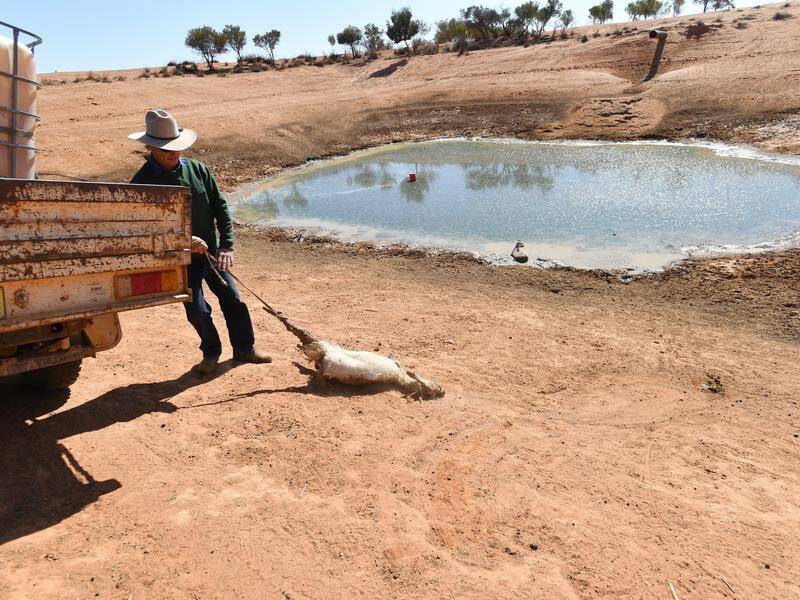 The NSW govt is boosting the fund that drought stricken farmers can access low-interest loans from.