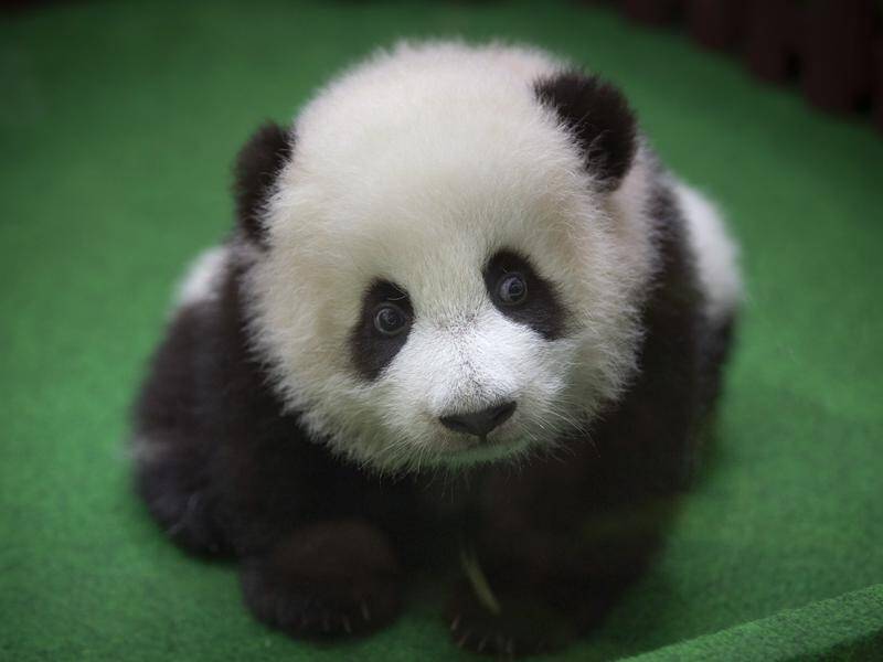A baby panda born in a Malaysian zoo five months ago has made her first public appearance.