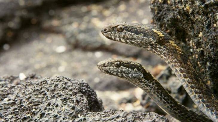 Galapagos snakes from Sir David Attenborough's <i>Planet Earth II</i>. Photo: BBC