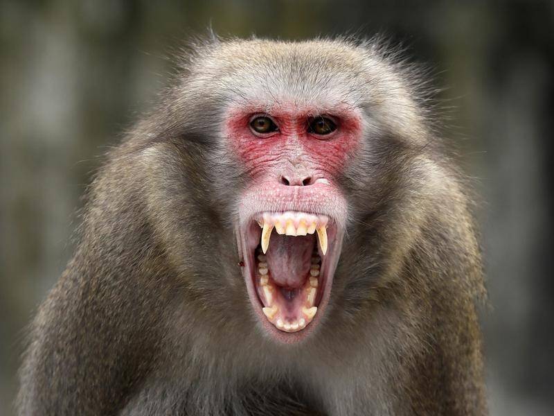 A person who stole coins from a monkey enclosure moat in Tasmania may be infected with Herpes B. (EPA PHOTO)