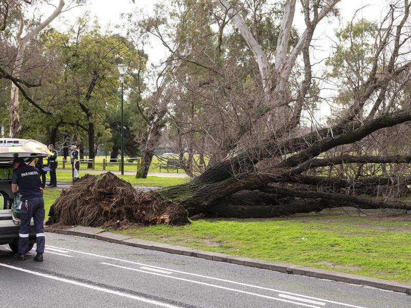 A 36-year-old university professor has been killed by a falling tree in Melbourne's Princes Park.