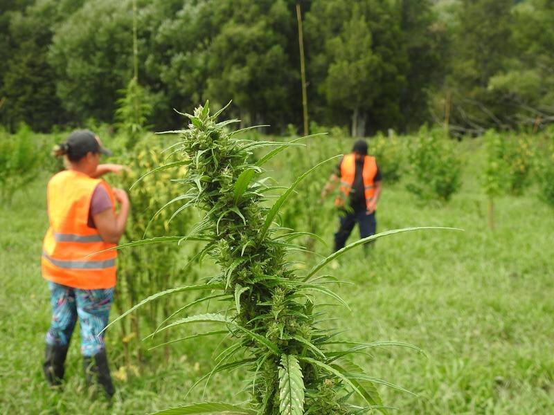 New Zealanders will vote on a call to legalise and tax cannabis on October 17.