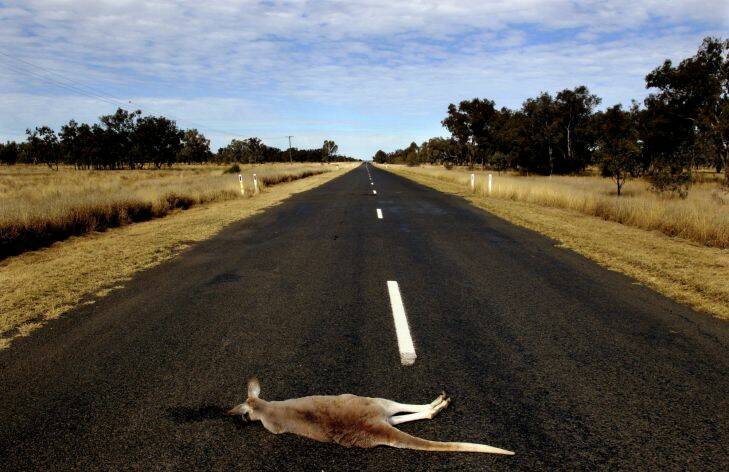 News Review. Singles Gallery. Kangaroo road kill between Walgett and Lightning Ridge. Photograph by Edwina pickles. Taken on 25th July 2010. " i must of drove around & past 10-20 kangeroos, casualty of roadkill.