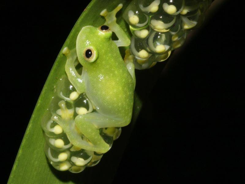 Glassfrogs have the rare ability to control their nearly transparent appearance. (AP PHOTO)