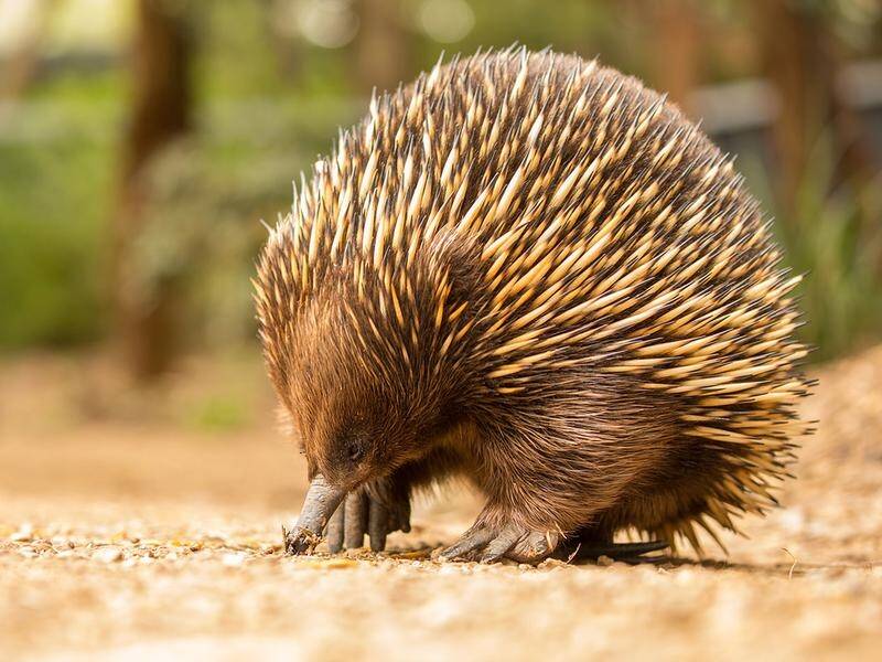 Matilda now holds the dubious title of the world's only echidna to be allergic to ants.