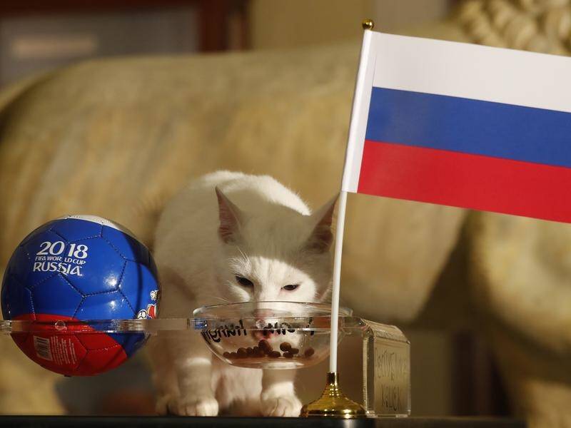 Hermitage Museum psychic cat Achilles predicts Brazil will beat Costa Rica in their World Cup match.