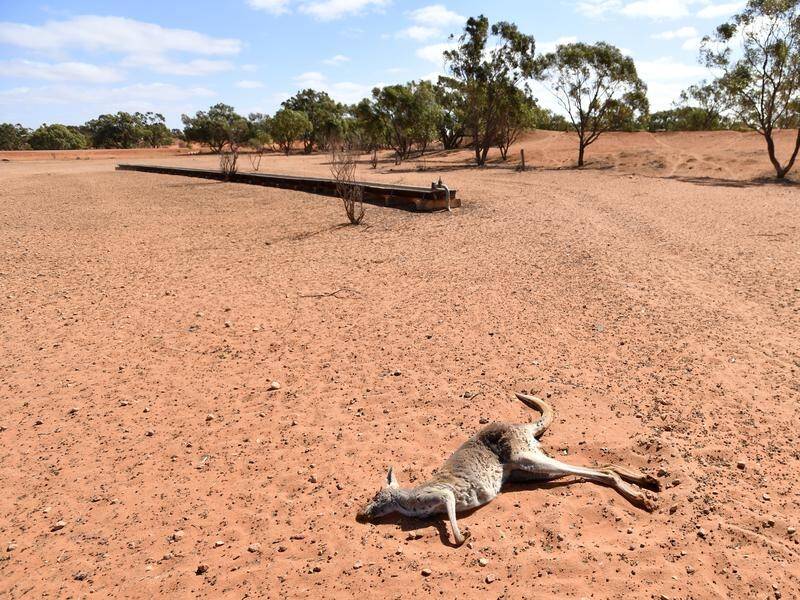 Keeping kangaroo populations stable would prevent inhumane deaths during drought, experts say.