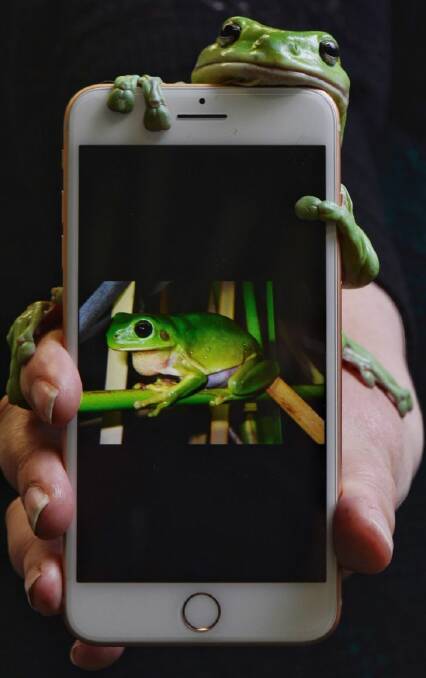 ??????Godzilla?????? the Green tree frog , on a smart phone. The Australian Museum has produced an app which can identify frog species using their calls for the public to help track species in Australia. Pic Nick Moir 8 nov 2017