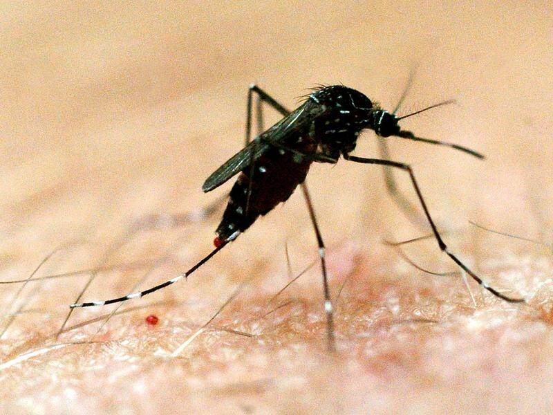 Ross River virus warning, thousands of cases predicted, The Courier