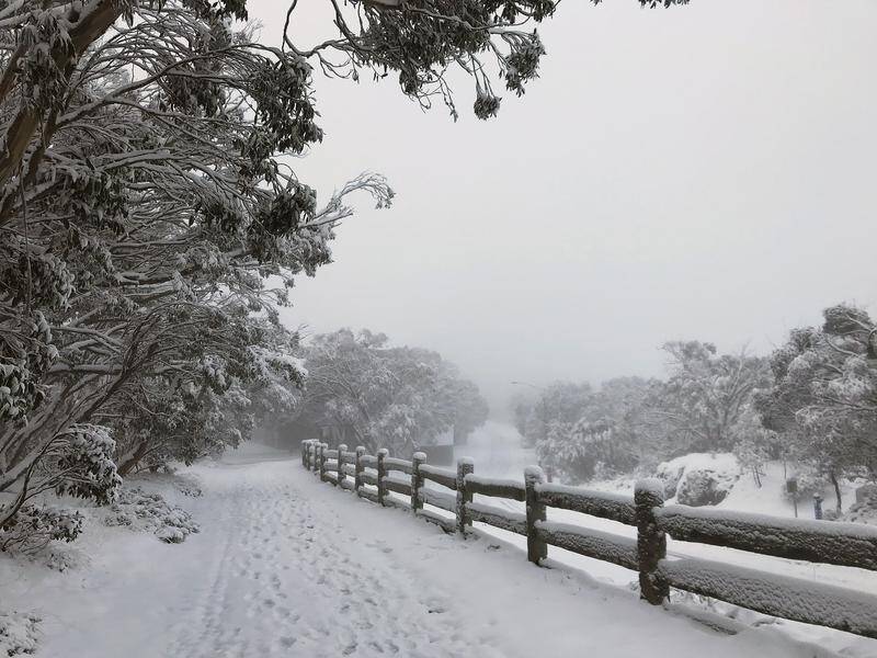 Snow in Victoria's alpine region could fall as low as 500m above sea level by Friday morning.