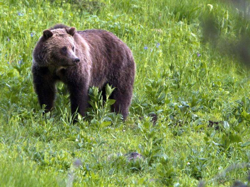 A 37-year-old US man has been killed after being attacked by a bear while hunting in Wyoming.
