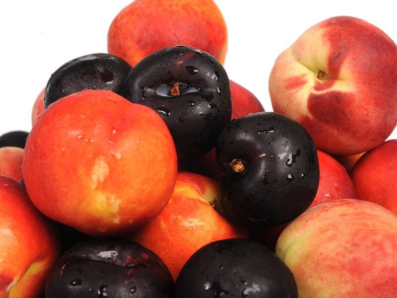Fruit fly larvae has been reported in stone fruit purchased from a variety of retail outlets in SA.