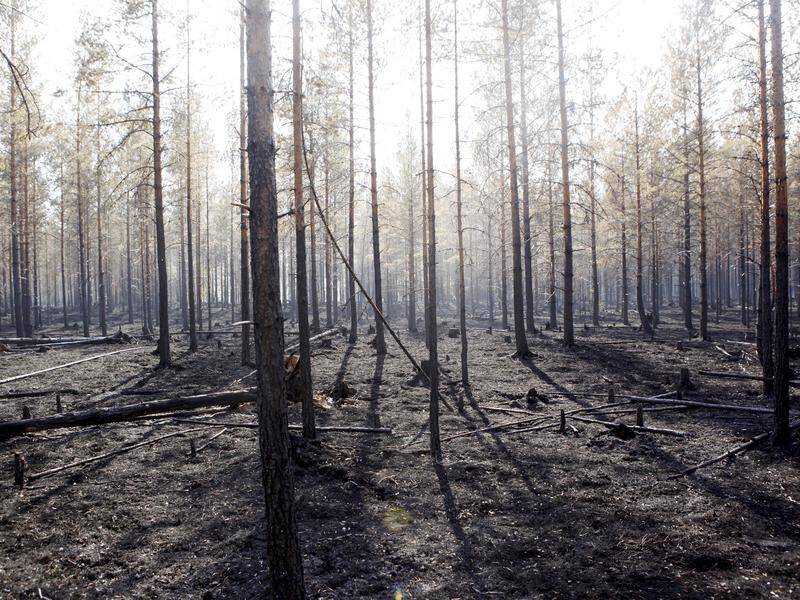 Swedish authorities have dropped a bomb on one of the many forest fires burning in the country.