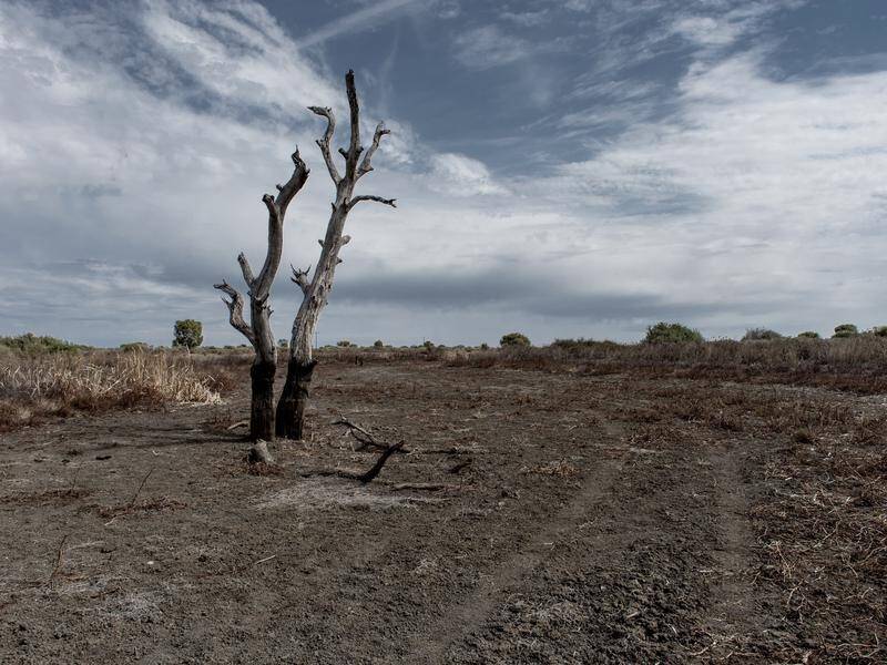 Dry soil has been soaking up most of the world's rain, a University of NSW study has found.