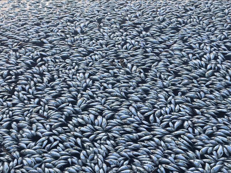 NSW Department of Primary Industries estimates close to one million fish died at Menindee.