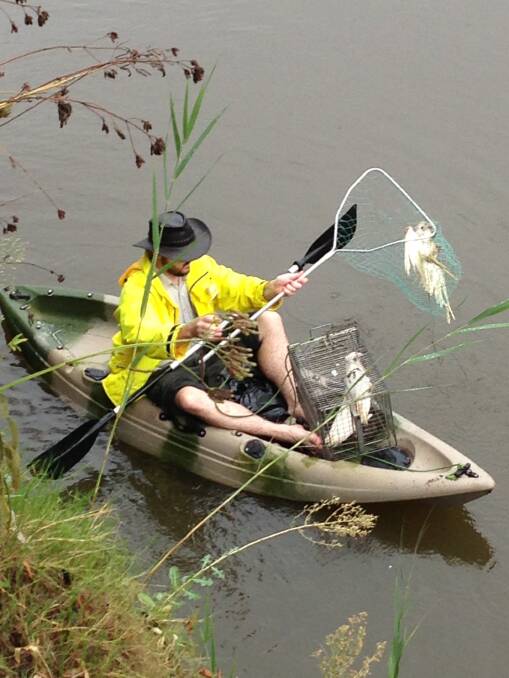 A WIRES volunteer retrieving poisoned corellas from the Talbragar River. 	    Photo: Helen Swan