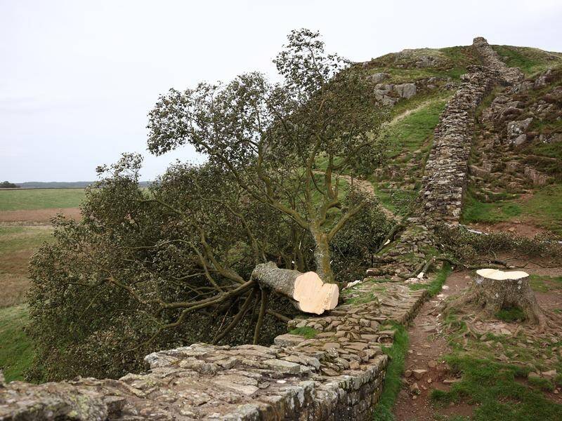 Months after being arrested, two men have been charged over chopping down a 150-year-old UK tree. (EPA PHOTO)