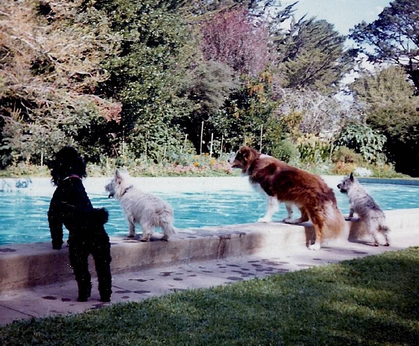 Dogs by the pool around the late 1960s.