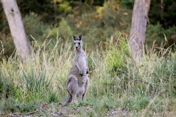 The park is home to kangaroos, echidnas, stringybark forests, native heath and wildflowers.