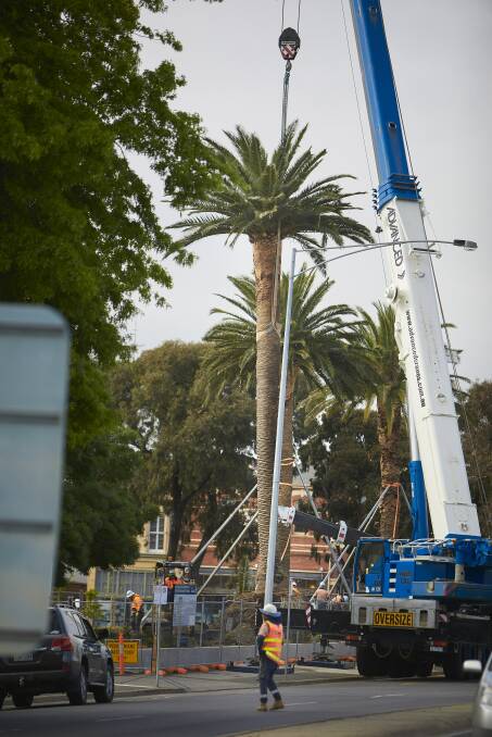 The tree being put back into place on Saturday morning. Picture: Luka Kauzlaric