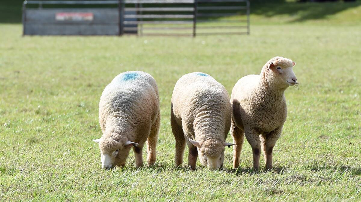 A 16-year-old accused of stealing 300 sheep valued at $80,000