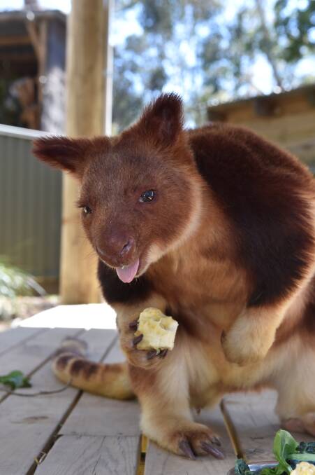 Ballarat Wildlife Park's new Goodfellow tree kangaroo Salsa looks for a ...