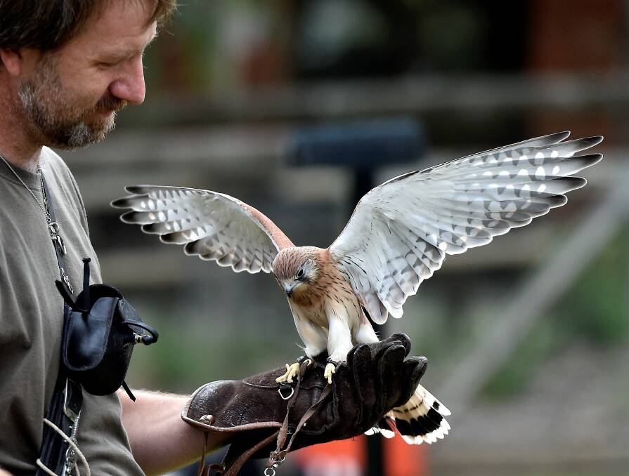Special showing: Leigh Valley Hawk and Owl Sanctuary director Martin Scuffins with Kevy the nankeen kestrel. PICTURE: JEREMY BANNISTER