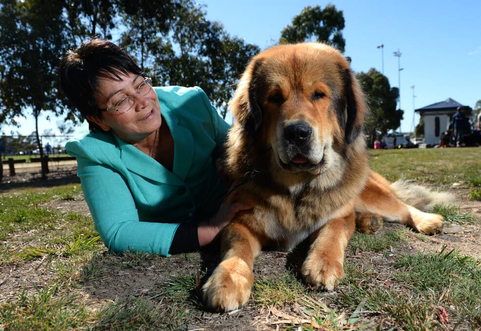 Dog Day: Charmaine Allen enjoys the day at Sovereign City Kennel Club’s annual dog show with her Tibetan mastiff Bonno. PICTURE: ADAM TRAFFORD