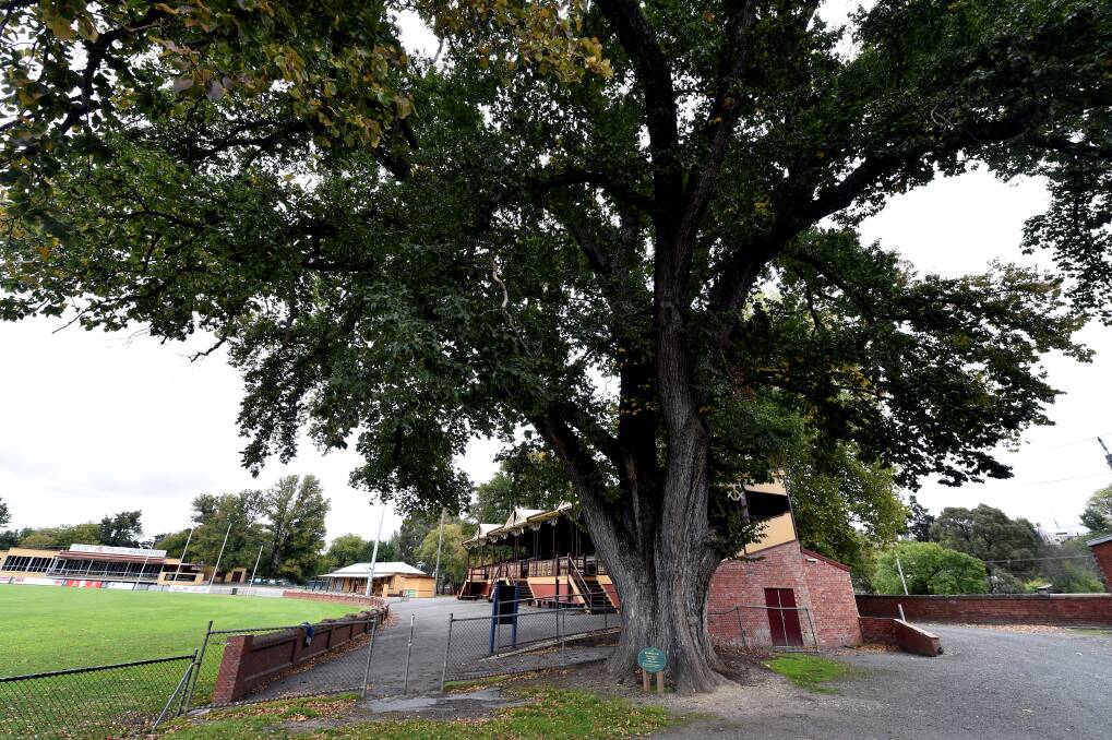 Protection: One of the trees suggested for the register is the WG Grace dutch elm at the Eastern Oval. PICTURE: JEREMY BANNISTER