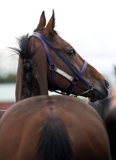 BACK TO SCHOOL: Glencadam Gold from the Gai Waterhouse stable at Flemington Racecourse. PICTURE: GETTY IMAGES