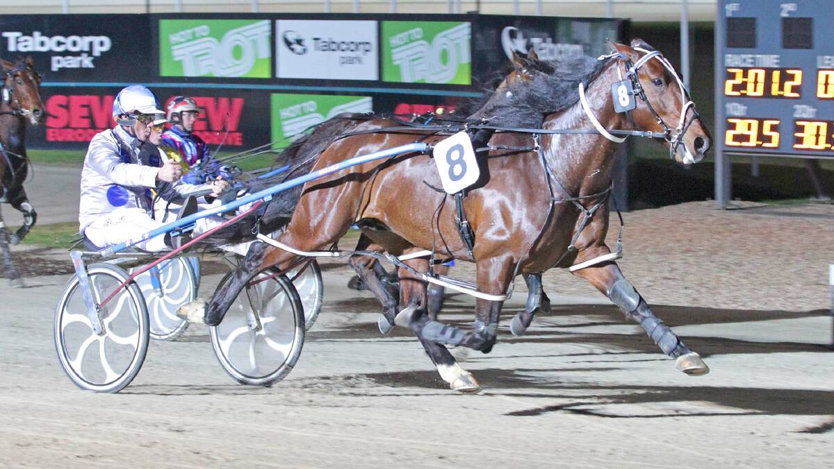 New Zealand raider Our Sky Major (Craig Demmler) is one of the star attractions in Australiasian Breeders Crown semi-finals in Ballarat on Saturday night. Photo: HRV