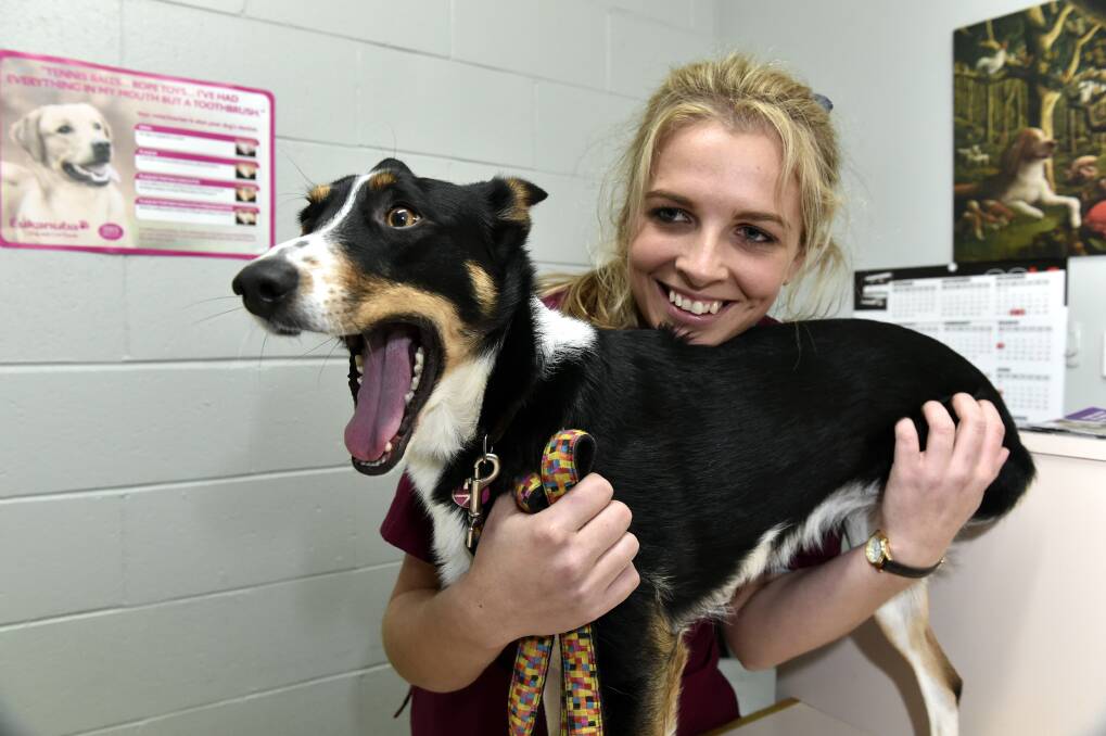 Marley the kelpie/border collie cross was saved by student vet Stephanie Reardon but still had to have her leg amputated. PICTURE: JEREMY BANNISTER
